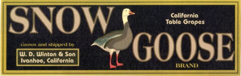 Snow Goose